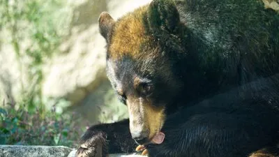 「くまのプーさん」のモデル