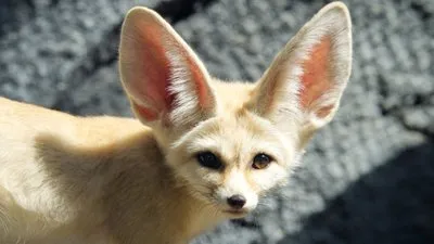 ウサギより大きな耳