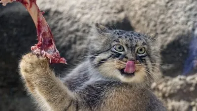 タイプ: ワイルド