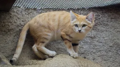 ただの猫ではない…？