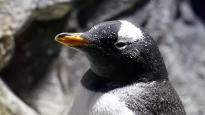 ペンギン界の三番手はわたしの一番手