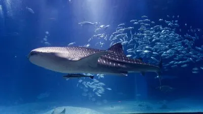 海遊館の目玉