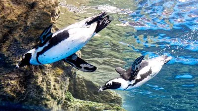 京都水族館のアイドル