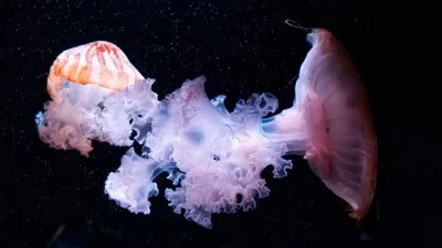 ゆらり流れる海の花嫁