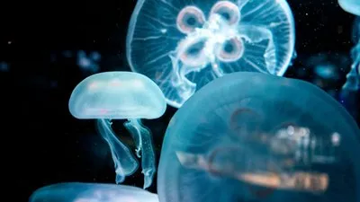 ほら、ユラリ流れる海の月