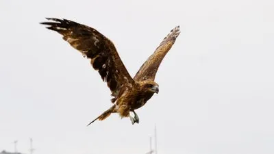 野鳥撮影にハマるきっかけ