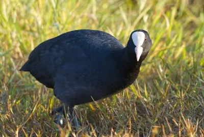 幸せを運ぶ黒い鳥