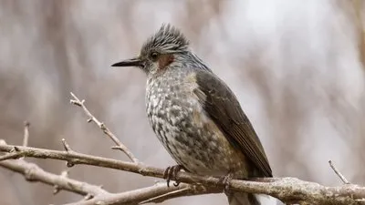 野鳥撮影ビギナーの憧れ（主観）