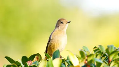 お散歩に活力をくれる緑の妖精