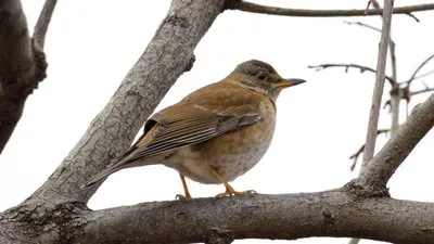 地味な上に警戒心が強い子