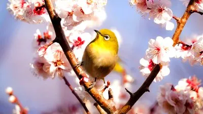 春がよく似合う子