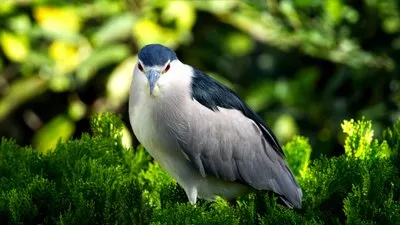 ペンギンみたい