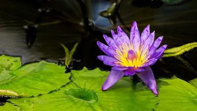 某人気ポケモンみたい